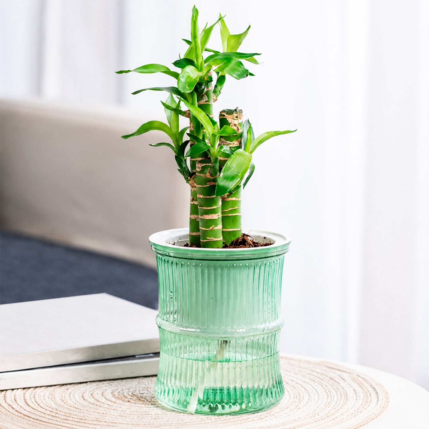 Self-Watering Plant Pot