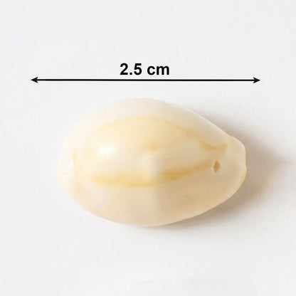 traditional kaudi shells for worship